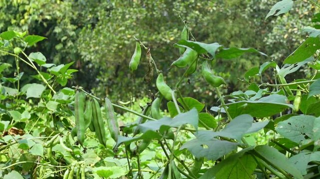 Green color hyacinth bean vegetable hanging and flowering in the garden.