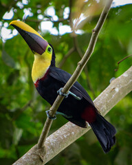 A Chestnut-mandibled Toucan in a plaintain tree in Chachagua, Costa Rica © Maureen