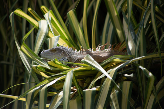 A male Black Spiny-tailed Iguana in a tree near Playa Conchal in Guanacaste, Costa Rica