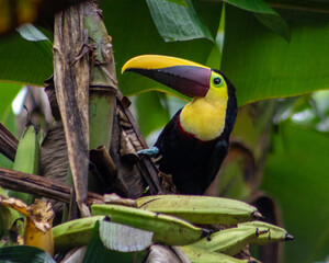 A close-up of a Chestnut-mandibled Toucan in a plaintain tree in Chachagua, Costa Rica © Maureen