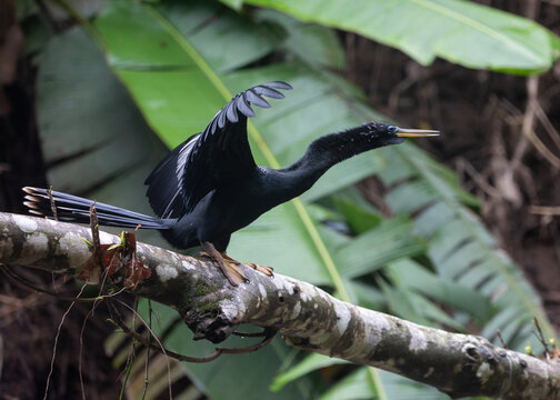 An Anhinga bird perched on a branch in Pe&ntilde;as Blancas River in Costa Rica