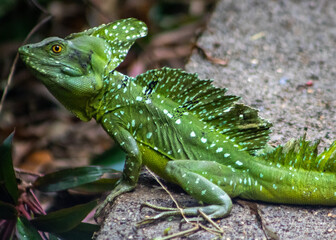 Fototapeta premium A male Common Basilisk, or Jesus Christ Lizard, in Chachagua, Costa Rica