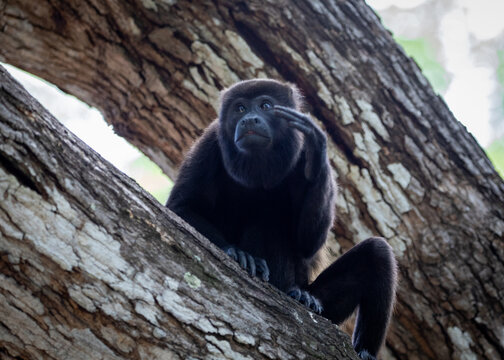 A Mantled Howler Monkey in a tree in Guanacaste, Costa Rica