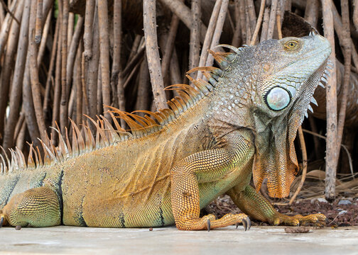 A male Black Spiny-tailed Iguana near Playa Conchal in Guanacaste, Costa Rica