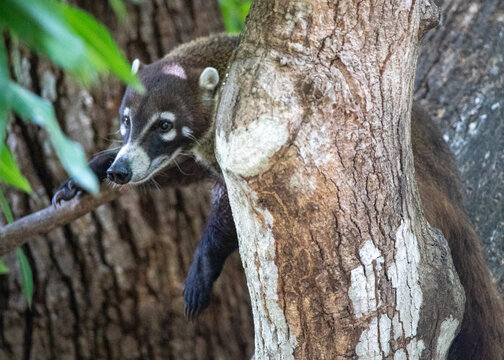 A White-Nosed Coati , or Pizote, in a tree in Guanacaste, Costa Rica
