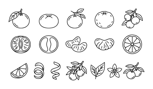 Hand Drawn Citrus Fruit Line Icon Set, Orange, Tangerine and Lemon Slice with Peel and Leaf Vector Illustration