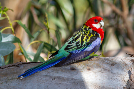Australian Eastern Rosella perched on tree branch