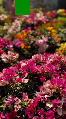Bougainvillea, known as paper flower blooming, green leaves, and soft background blur. Colorful bracts and easy-care nature make it a popular plant suited to garden, landscape, and floral themes. © rifnaldi