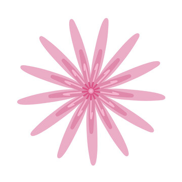pink rose petals