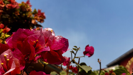 Bougainvillea, known as paper flower blooming, green leaves, and soft background blur. Colorful bracts and easy-care nature make it a popular plant suited to garden, landscape, and floral themes. © rifnaldi