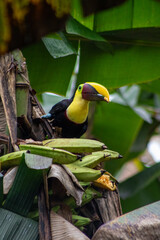 A Yellow-Throated Toucan, or Chestnut-mandibled Toucan, eating a plaintain in Chachagua, Costa Rica © Maureen