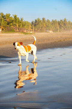 Dog Walking on Wet Sand at Tropical Beach. Troncones, Guerrero. Mexico