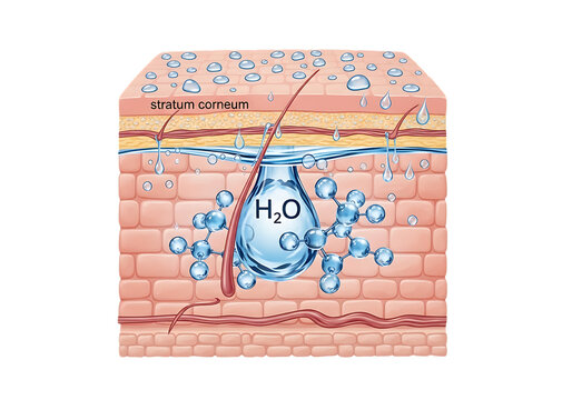 Detailed illustration of human skin layers with water molecules on transparent background anatomy biology cell cutaneous dermis epidermis