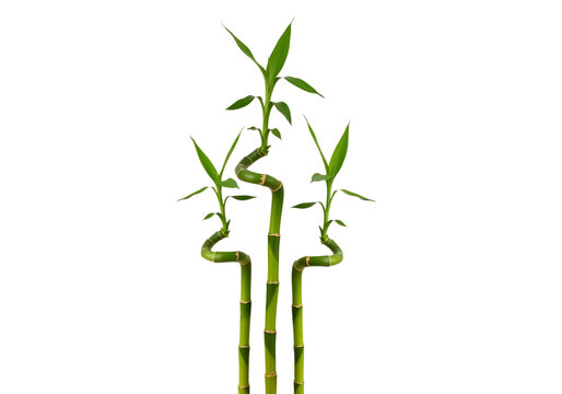Green bamboo stalks with curving stems and pointed leaves on transparent background culms vegetation flora plant botanical stem