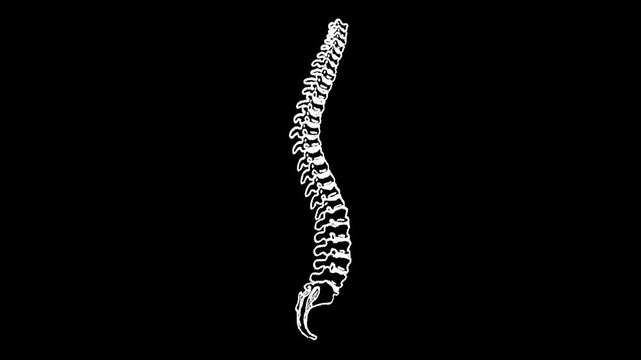 Hand-drawn white chalk human spine bone skeletal drawing on alpha