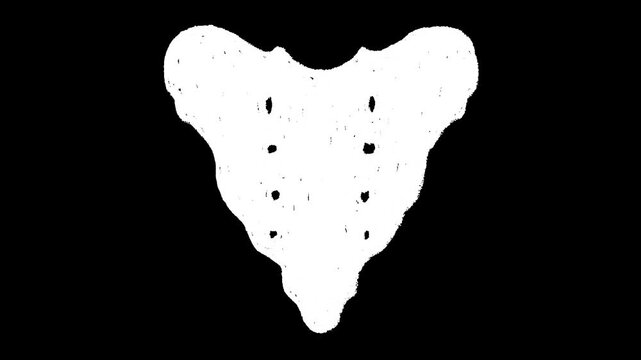 Hand-drawn white chalk human sacrum coccyx spine bone skeletal drawing on alpha