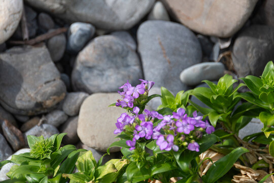 Purple Dianthus Japonicus Sea Pink Flowers Blooming Among Coastal Pebbles and Stones in Summer Sunlight