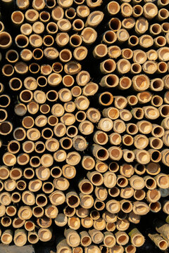 Close-up of cut bamboo stems forming a natural textured pattern