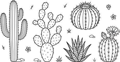 Cactus and succulent desert plants vector line art collection featuring saguaro prickly pear barrel cactus agave and flowers © MD