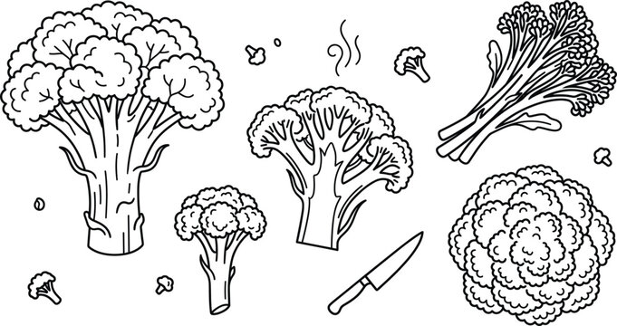 Broccoli and cauliflower vector line art set with whole head florets sliced pieces knife healthy vegetable cooking illustration