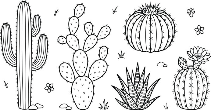 Cactus and succulent desert plants vector line art collection featuring saguaro prickly pear barrel cactus agave and flowers