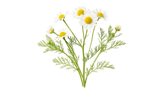 Chamomile flowers on white background, fresh matricaria chamomilla plant with green leaves, herbal tea ingredients and medicinal herbs