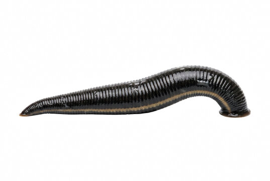 Detailed Profile of a Segmented Medicinal Leech Hirudo medicinalis