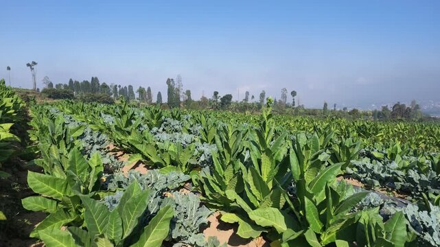 corn field in the summer