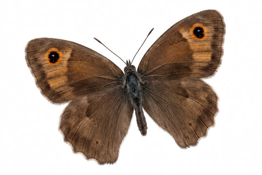 Detailed Macro Portrait of a Meadow Brown Butterfly with Open Wings