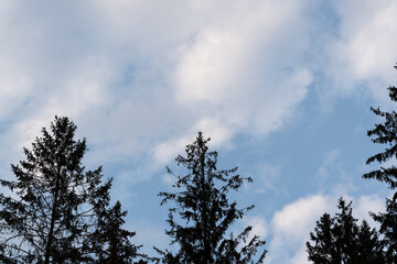 Background of green spruce branches in sunset light © Dmitrii Potashkin