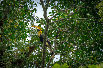 The bill and large hump are yellow. The face is black. The throat is white or yellowish-white. The body is black. The wings are black with a wide yellow stripe running down the middle of the wings. © Pluto Mc