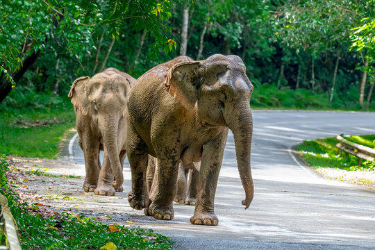 Its body is gray, its snout is called the trunk. The trunk of the Asian elephant has only one beak. Nakhon Ratchasima, Thailand.