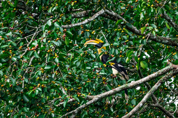 The bill and large hump are yellow. The face is black. The throat is white or yellowish-white. The body is black. The wings are black with a wide yellow stripe running down the middle of the wings. © Pluto Mc