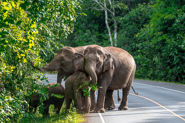 Obraz premium Its body is gray, its snout is called the trunk. The trunk of the Asian elephant has only one beak. Nakhon Ratchasima, Thailand.