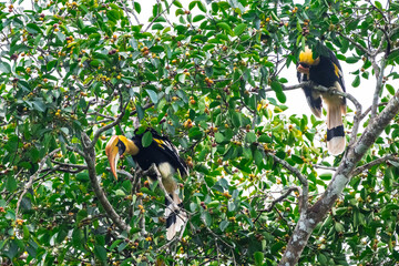 The bill and large hump are yellow. The face is black. The throat is white or yellowish-white. The body is black. The wings are black with a wide yellow stripe running down the middle of the wings. © Pluto Mc
