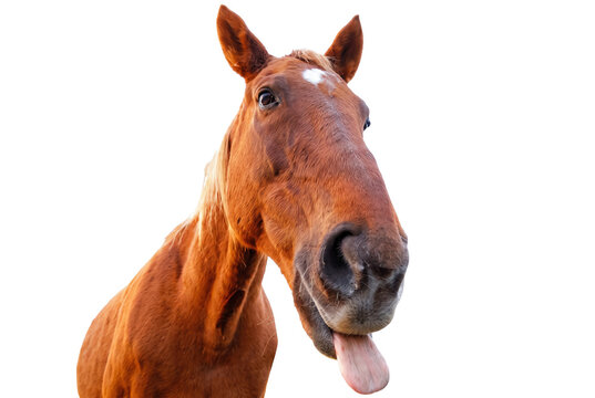 Funny chestnut horse sticking its tongue out in a studio portrait