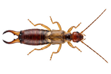 Detailed macro view of an earwig insect from above © Md