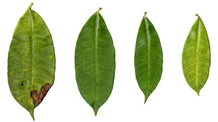 Comparison of four leaves in varying states of health and growth © Md