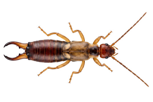 Detailed macro view of an earwig insect from above
