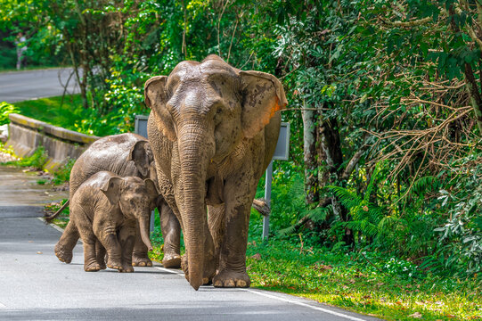Its body is gray, its snout is called the trunk. The trunk of the Asian elephant has only one beak. Nakhon Ratchasima, Thailand.