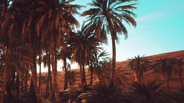 Groups of palm trees grow in a desert area during the day. The clear blue sky contrasts with the sandy dunes in the background. This scene shows nature and landscape.