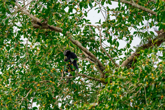 Pileated Gibbon They are tailless, with slender bodies, flat faces, and broad chests, and possess very long arms relative to their relatively short legs.