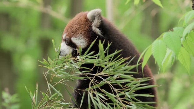 Red panda eating bamboo leaves in lush forest. Cute lesser panda feeding in green jungle habitat. Endangered wildlife in nature.