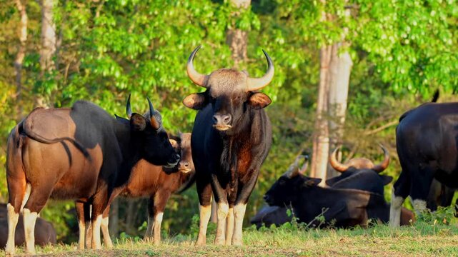  gaur