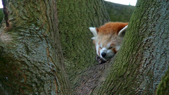 Red panda sleeping in tree fork, cute lesser panda resting on mossy branch, fluffy wildlife animal in natural habitat