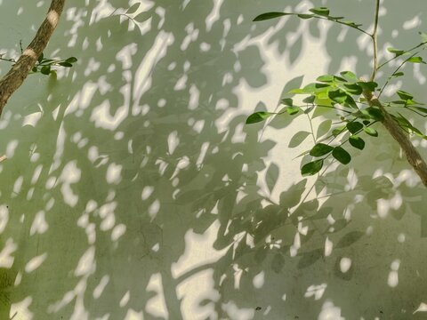 green tree in sunlight, leaf shadow on beige brown cement wall