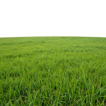 PNG Green grass field backgrounds plant green. AI generated Image by rawpixel.