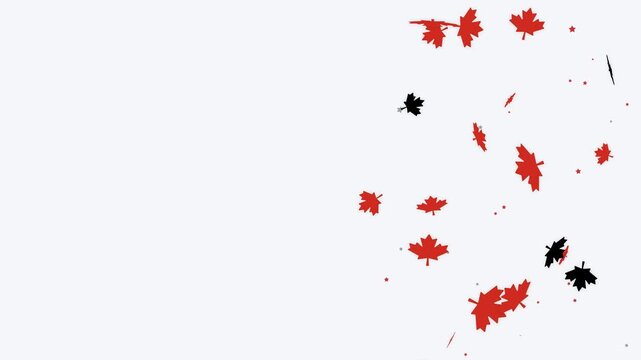 Red and black 3D maple leaves falling on the right side of a white background with empty space. This seamless loop is perfect for Canada Day and autumn video designs.