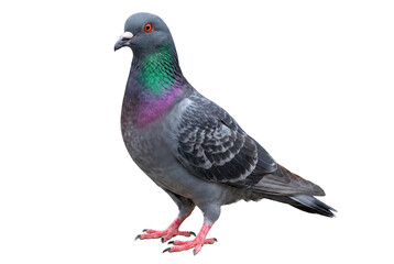 Obraz premium Profile View of a Rock Dove with Iridescent Neck Feathers