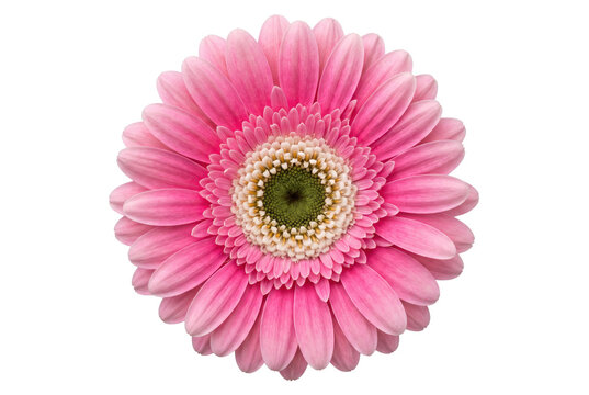 Vibrant Pink Gerbera Daisy Flower Isolated Close Up